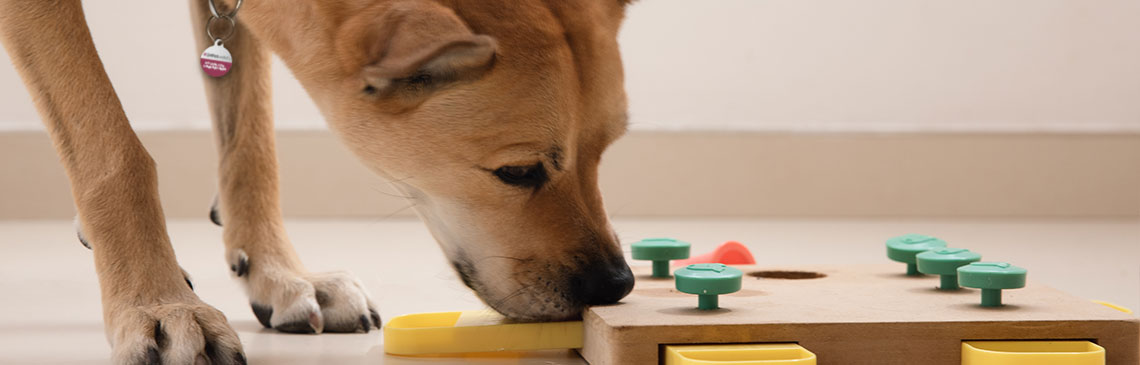 Dog looking for treats in puzzle game and eating them, close up