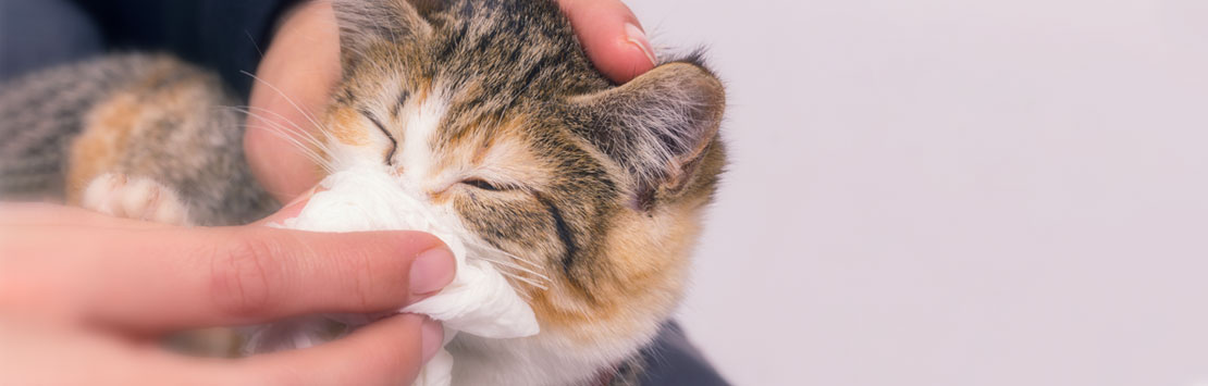 Cat with a tissue held to its nose