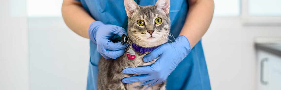 cat-health_hero.jpg