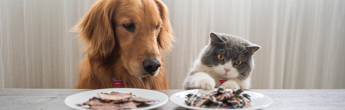 Dog and cat with plates of food