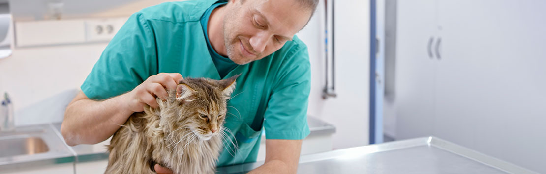 Cat being held by veterinarian