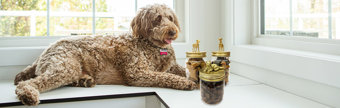 Dog with treat jars