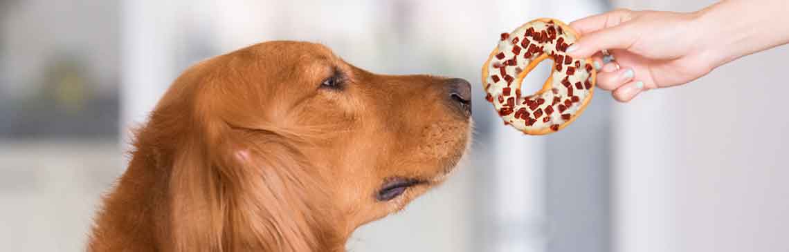 Women's hand  feeding donut to Golden Retriever
