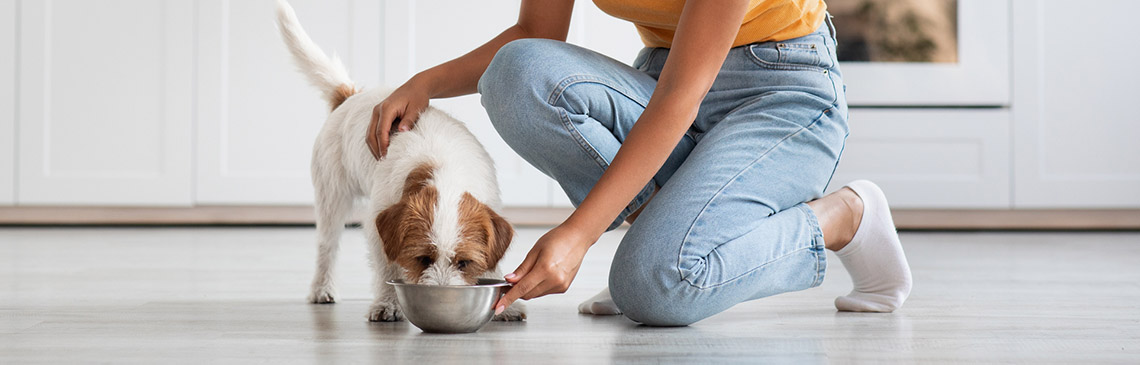 dog-food_hero.jpg