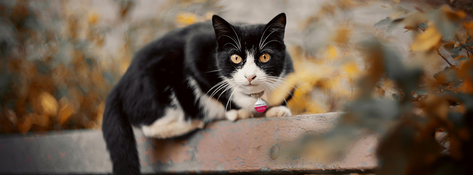 Cat wearing collar with tag