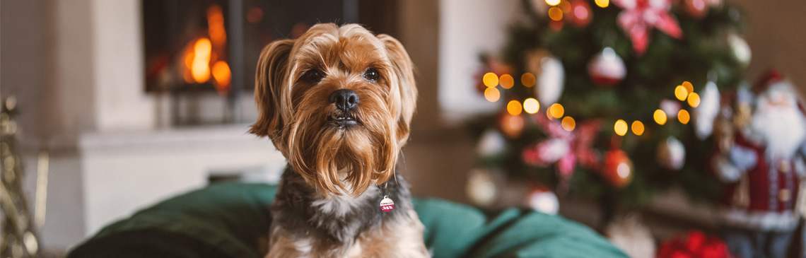 Portrait of cute dog in Christmas decorated home