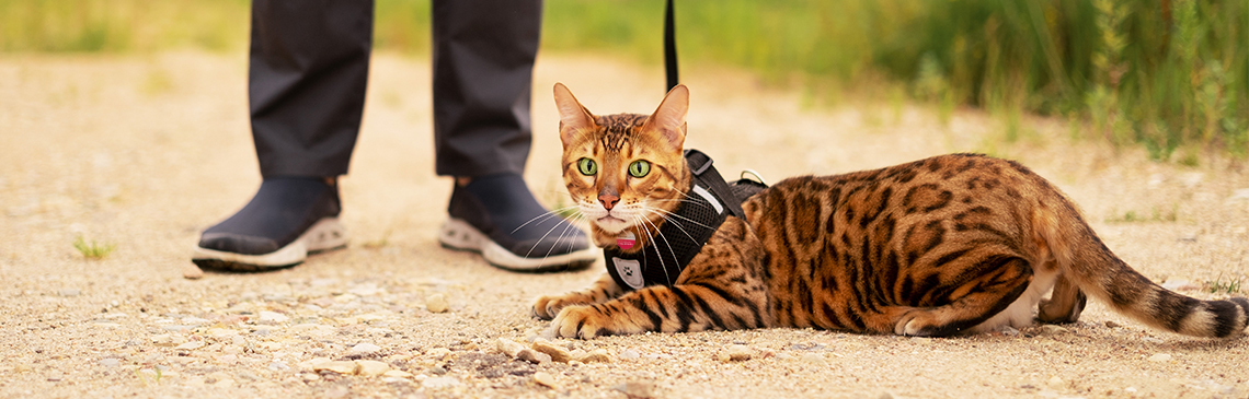 Bengal cat with green eyes with harness and leash being taken outdoors for a walk.