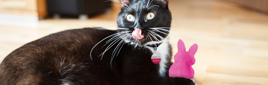 catnip-bunnies_hero.jpg