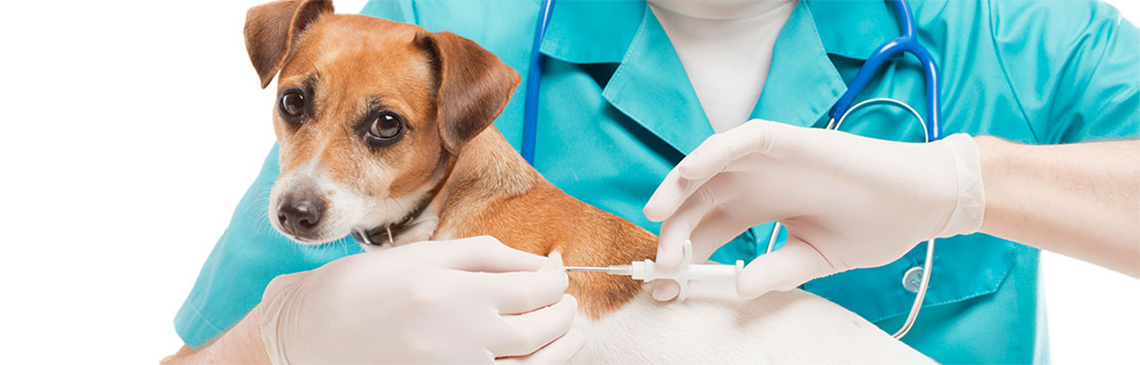 Vet microchipping a cute white small dog with special syringe