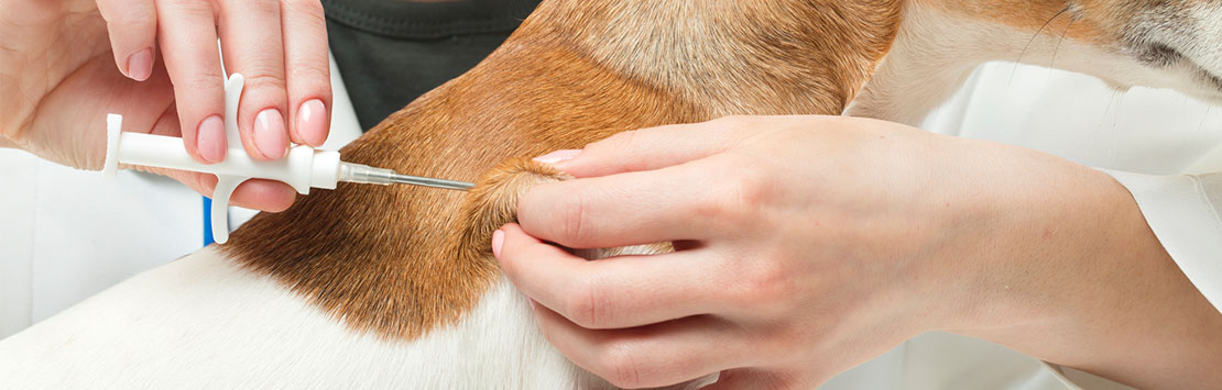Dog being injected with a syringe