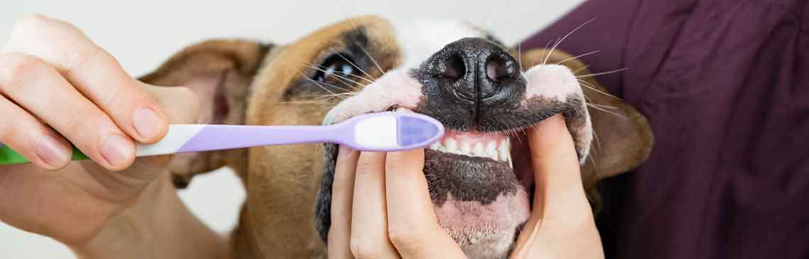 Woman brushing her dog jack russell terrier teeth