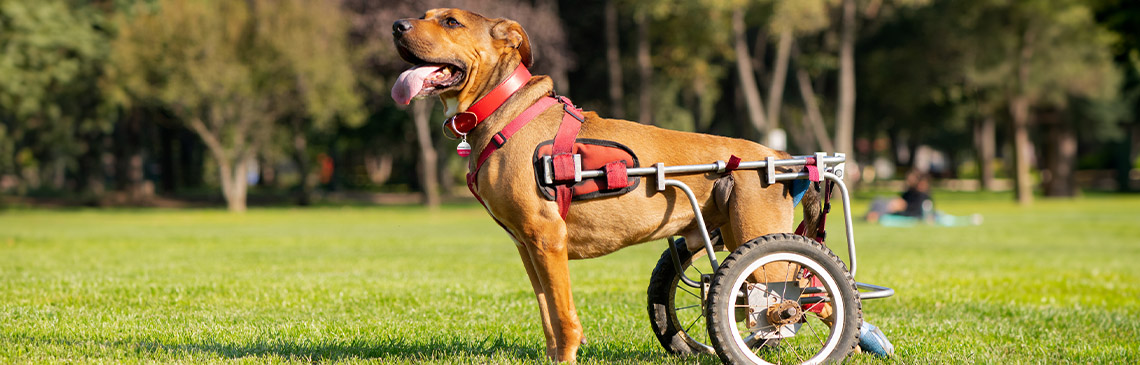 specially-abled_hero.jpg