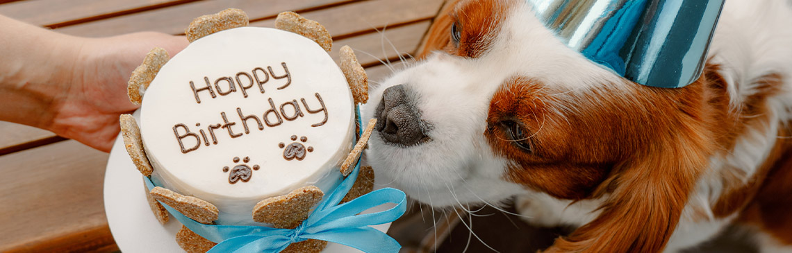 Dog with birthday cake