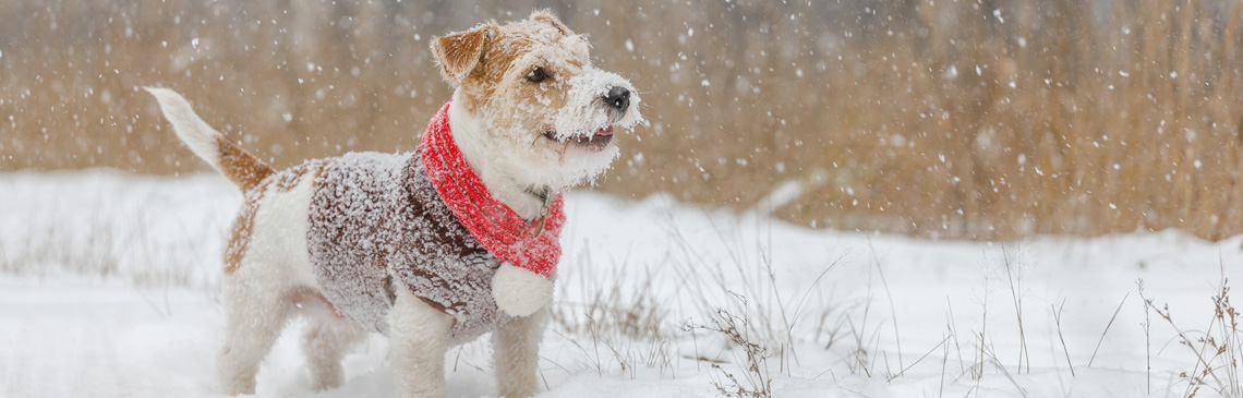 dog standing in snow wearing a red scarf and brown sweater