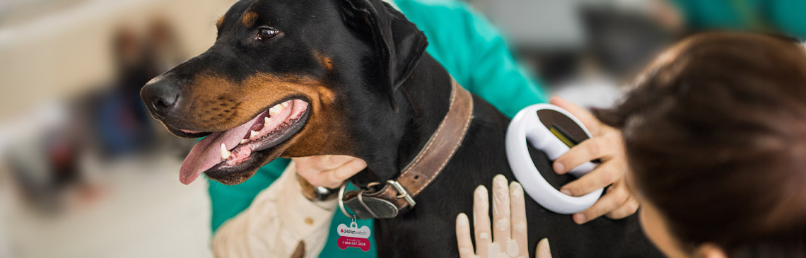 Dog getting scanned for microchip
