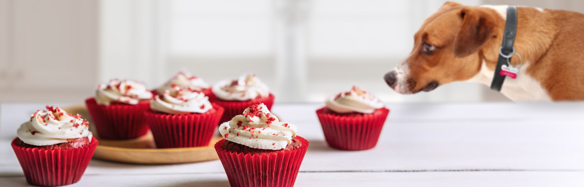 Dog sniffing delicious red velvet treats