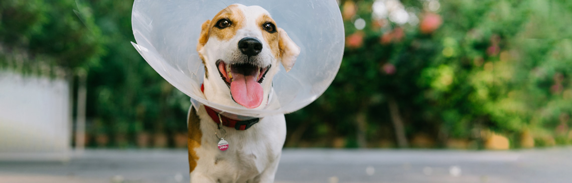 Jack Russell Terrier with pet cone 