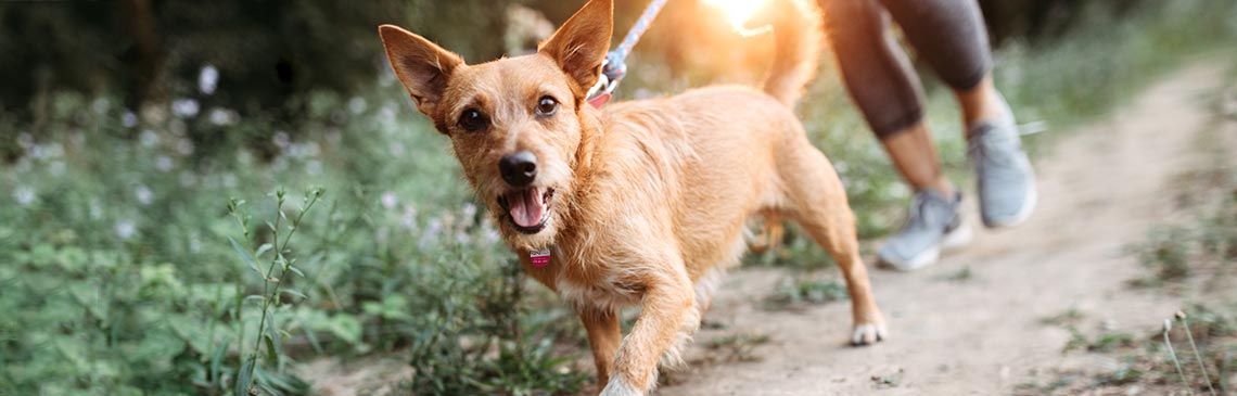 24Petwatch: Top 7 exercises your dog should be doing