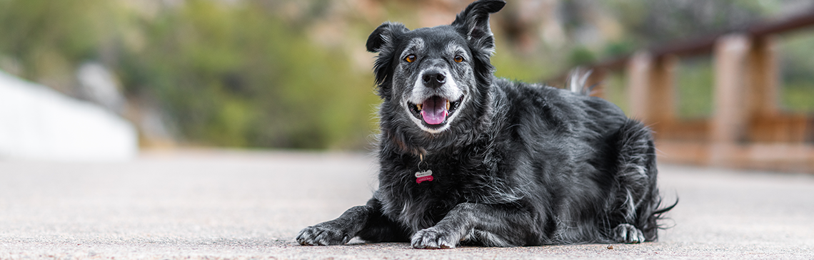 Older happy black dog wearing a Lifetime Protection Tag