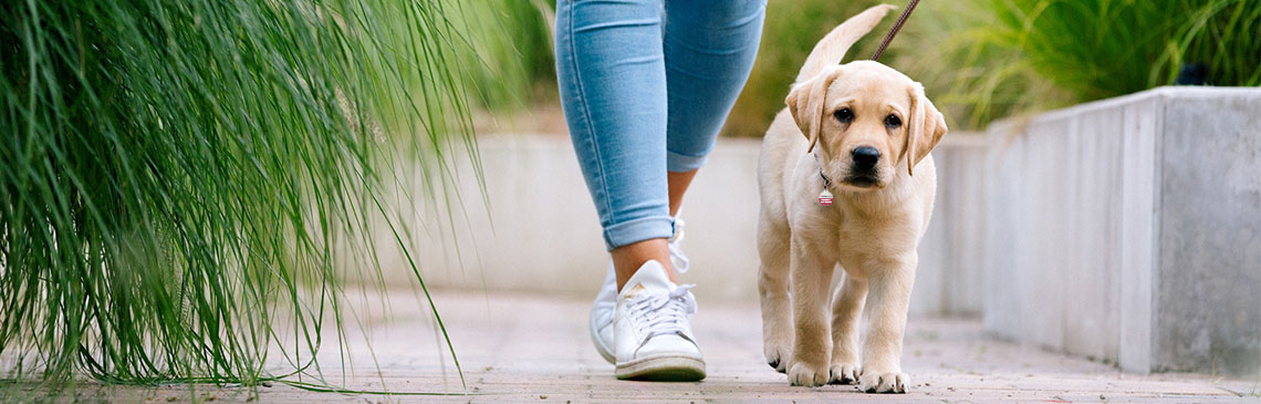 Labrador Puppy walks by woman's feet