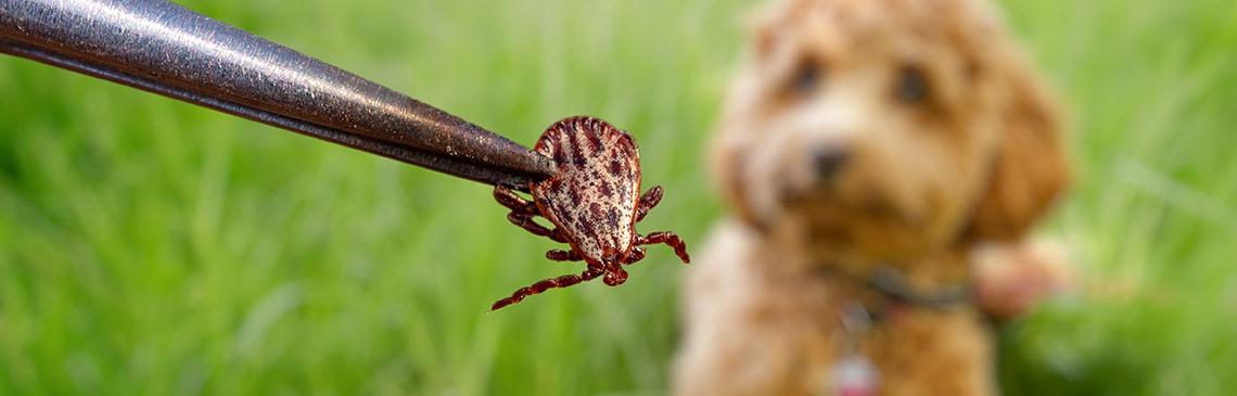 tick-myths_hero.jpg