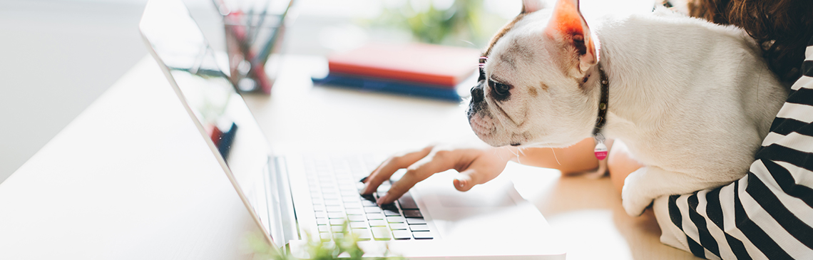 small dog sitting on young women's lap, as she works on her laptop computer 