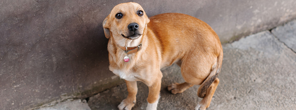 lost dog with tag