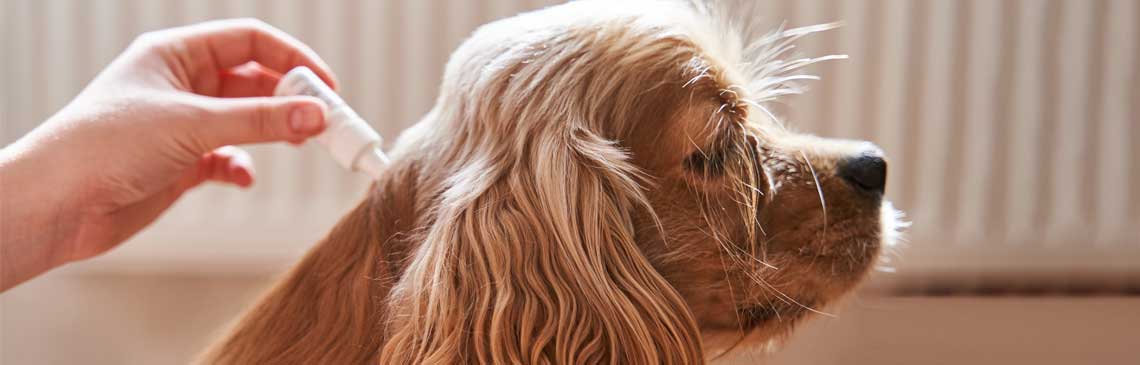 Lady applying flea and tick treatment to small dog