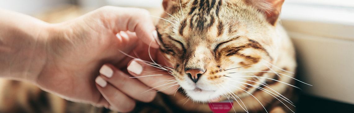 Cats-Purr_hero.jpg