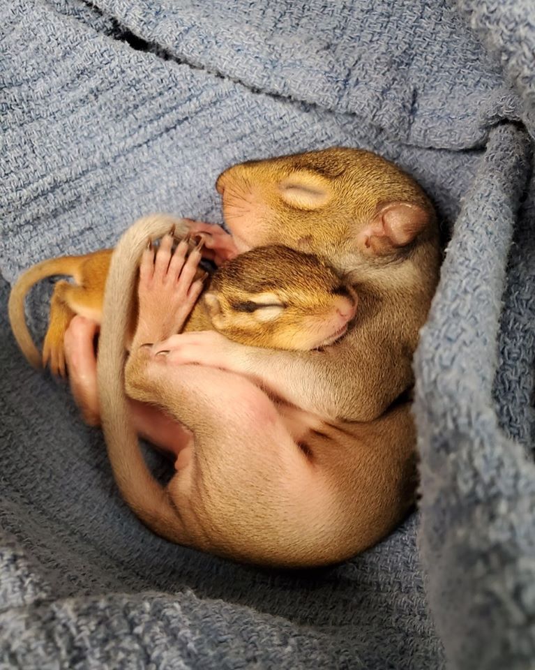 Baby Squirrels