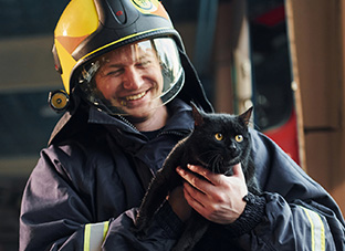 Prepare for an emergency with “Animal Inside Cards"