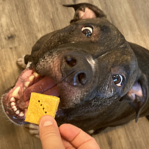 DIY hypoallergenic dog treat recipes: The ultimate guide