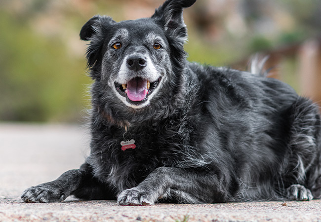 5 Benefits of Adopting a Senior Dog