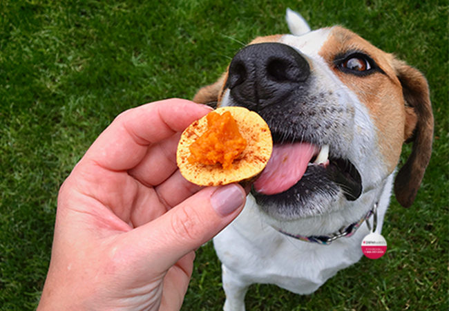 DIY pet-friendly pumpkin cheesecake recipe