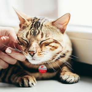 What Does It Mean When a Cat Purrs?