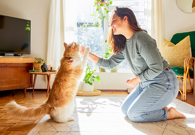 Basic information on how and why to train your cat 