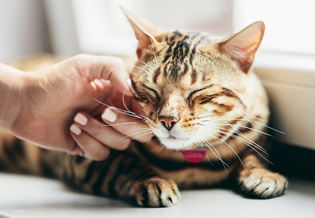 Why do cats purr – questions answered   