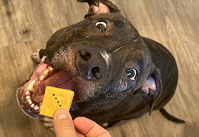 DIY hypoallergenic dog treat recipes: The ultimate guide