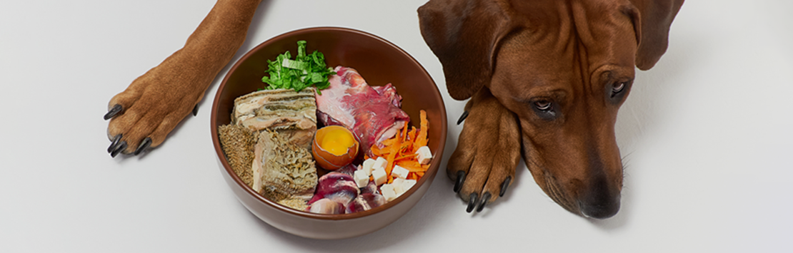 Best raw food for dogs deals with allergies