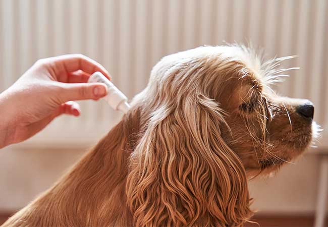 What to expect during flea and tick season