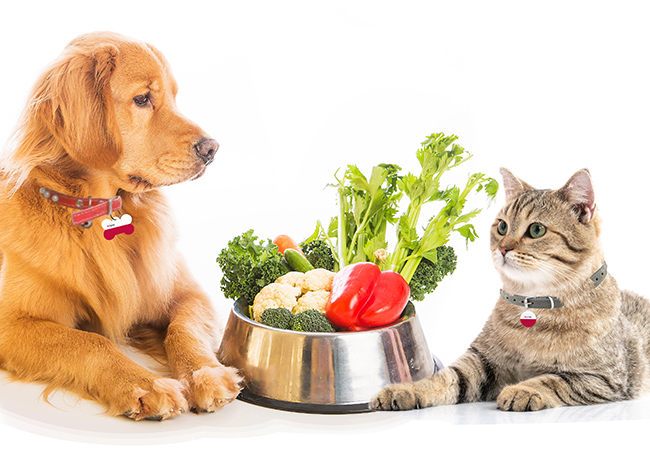 Top 10 tips: Keeping your pet healthy