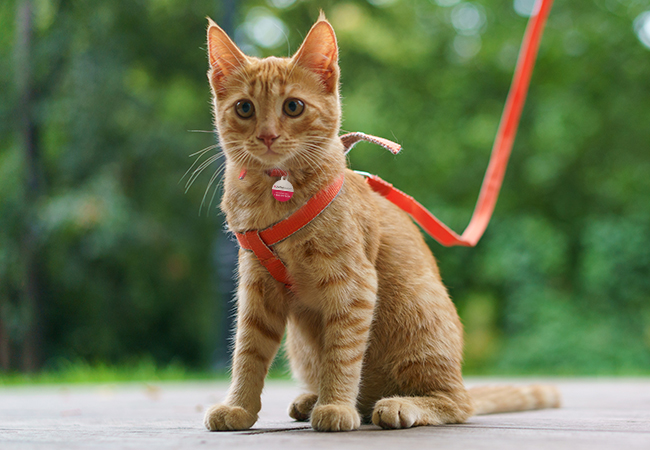 How to leash train a cat