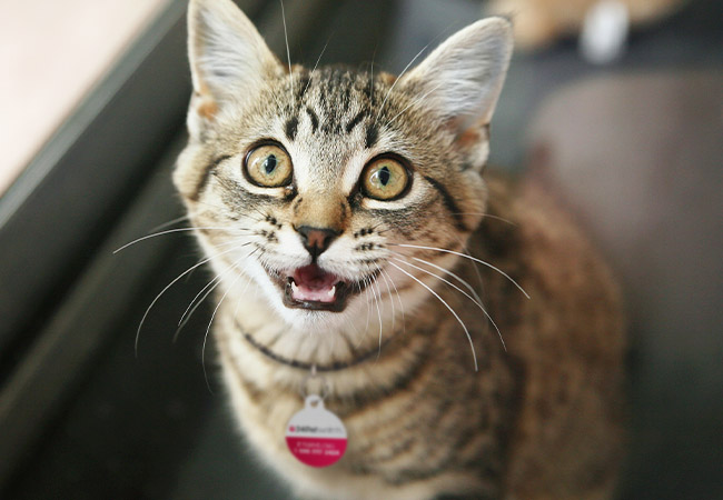 Everything about excessive meowing in cats 
