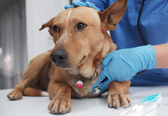 Parvovirus: Symptoms, Treatment, and Prevention