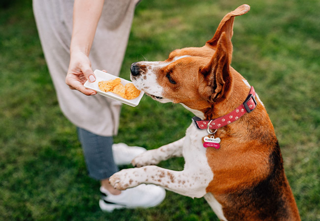 Easy DIY dog treats: Peanut butter banana bites
