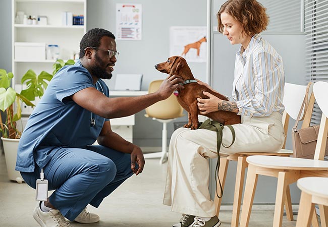 Choosing The Right Vet For Your Pet