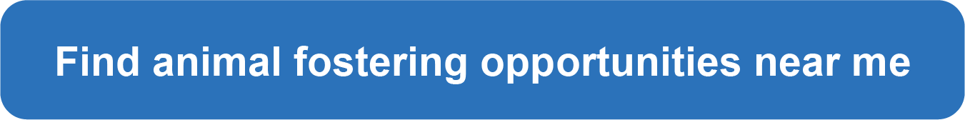 Find animal fostering opportunities near me CTA