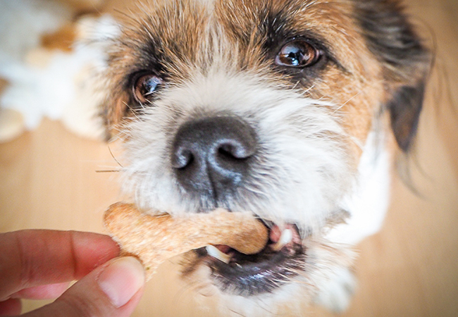 Homemade breath mint dog treats