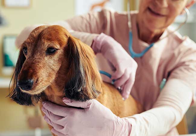 Dog diabetes types, symptoms, diagnosis and treatment