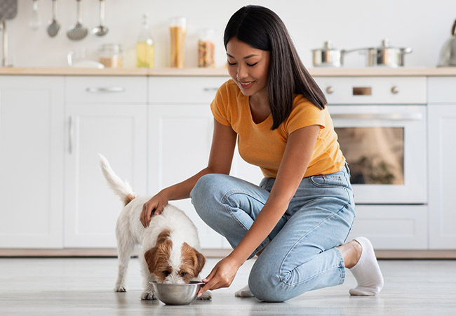 How to choose dog food: the ultimate guide